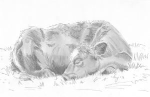 Cow Sleeping Pencil Sketch